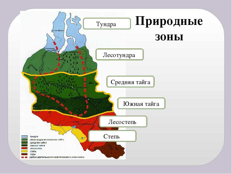 Большая часть района занята природной зоной. Природные зоны Западно сибирской равнины. Природные зоны Западно сибирской равнины на карте. Кластер природные зоны Западно-сибирской равнины. Природные зоны Западной Сибири контурная карта.