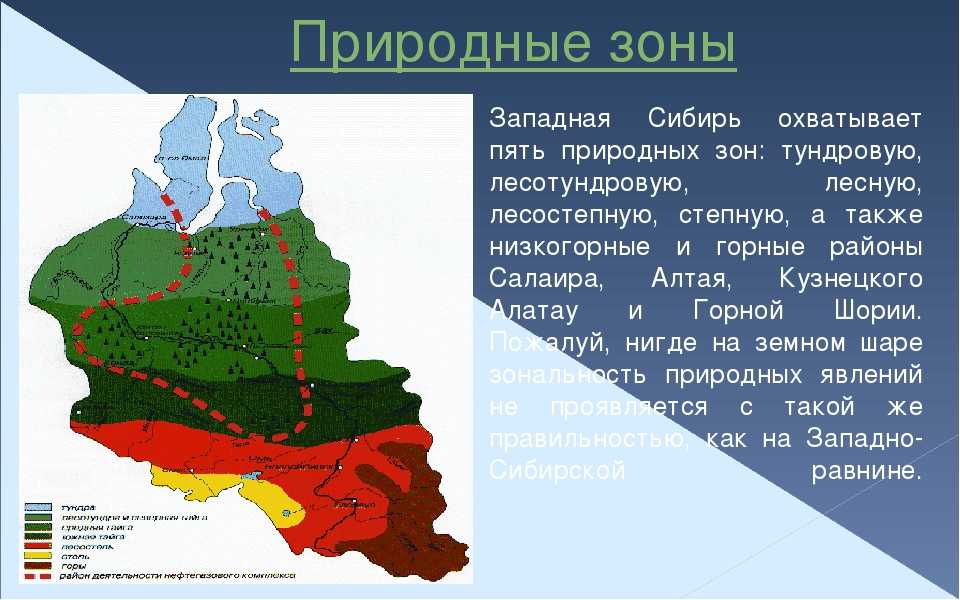 В сибири большую площадь занимает природная зона. Природные зоны Западной Сибири. Природные зоны Западной Сибири карта. Природные зоны Западно сибирской равнины. Природные зоны Западно сибирской равнины на карте.