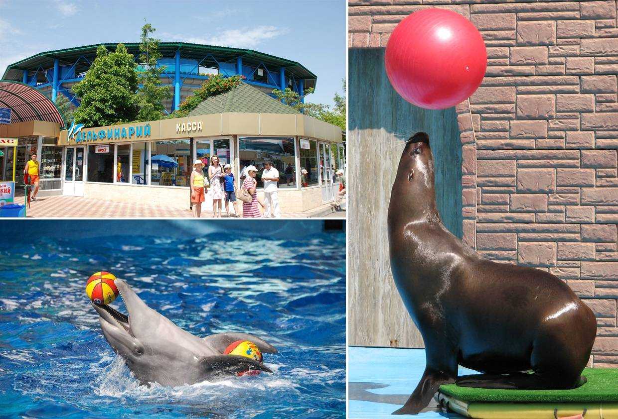 Сочи сходить с детьми. Дельфинарий и океанариум в Адлере. Дельфинарий Хоста. Детские развлечения в Адлере. Аквапарк дельфинарий.